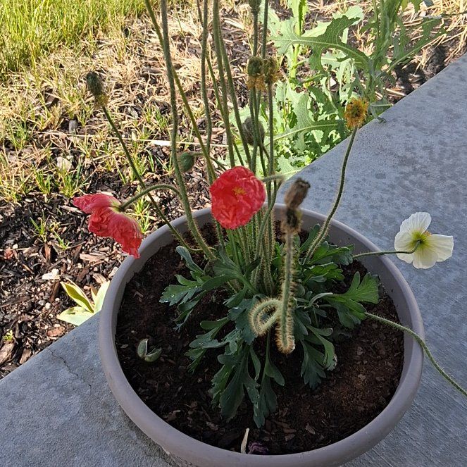 Photo of the plant species Iceland Poppy by @SplendidKoa24 named Zion on Greg, the plant care app
