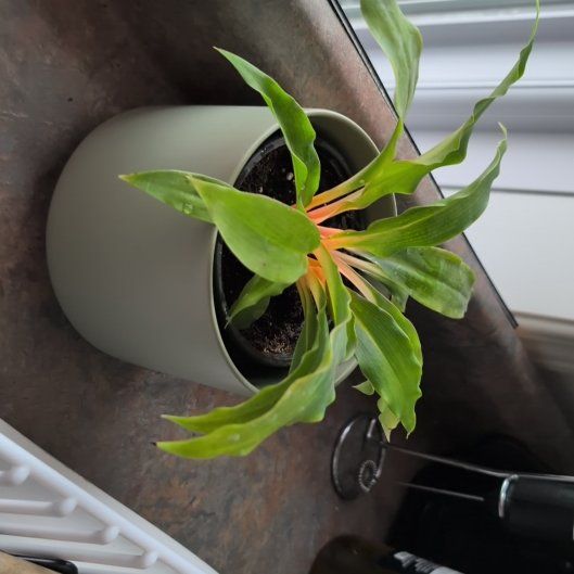 Photo of the plant species Mandarin Plant by @KeyGutweed81 named Mando on Greg, the plant care app