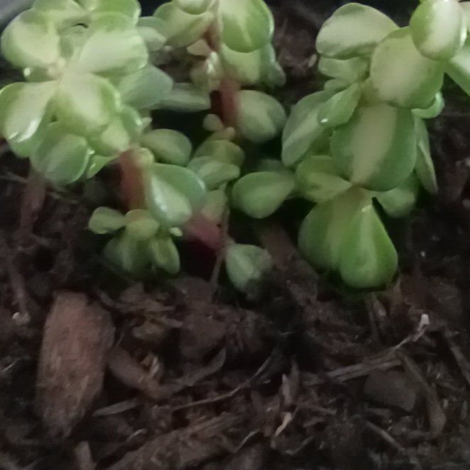 Photo of the plant species Acorn Peperomia by @AboundingMint97 named Kylie on Greg, the plant care app