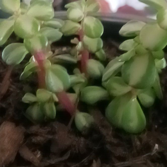 Photo of the plant species Rainbow Bush by @AboundingMint97 named Steave on Greg, the plant care app