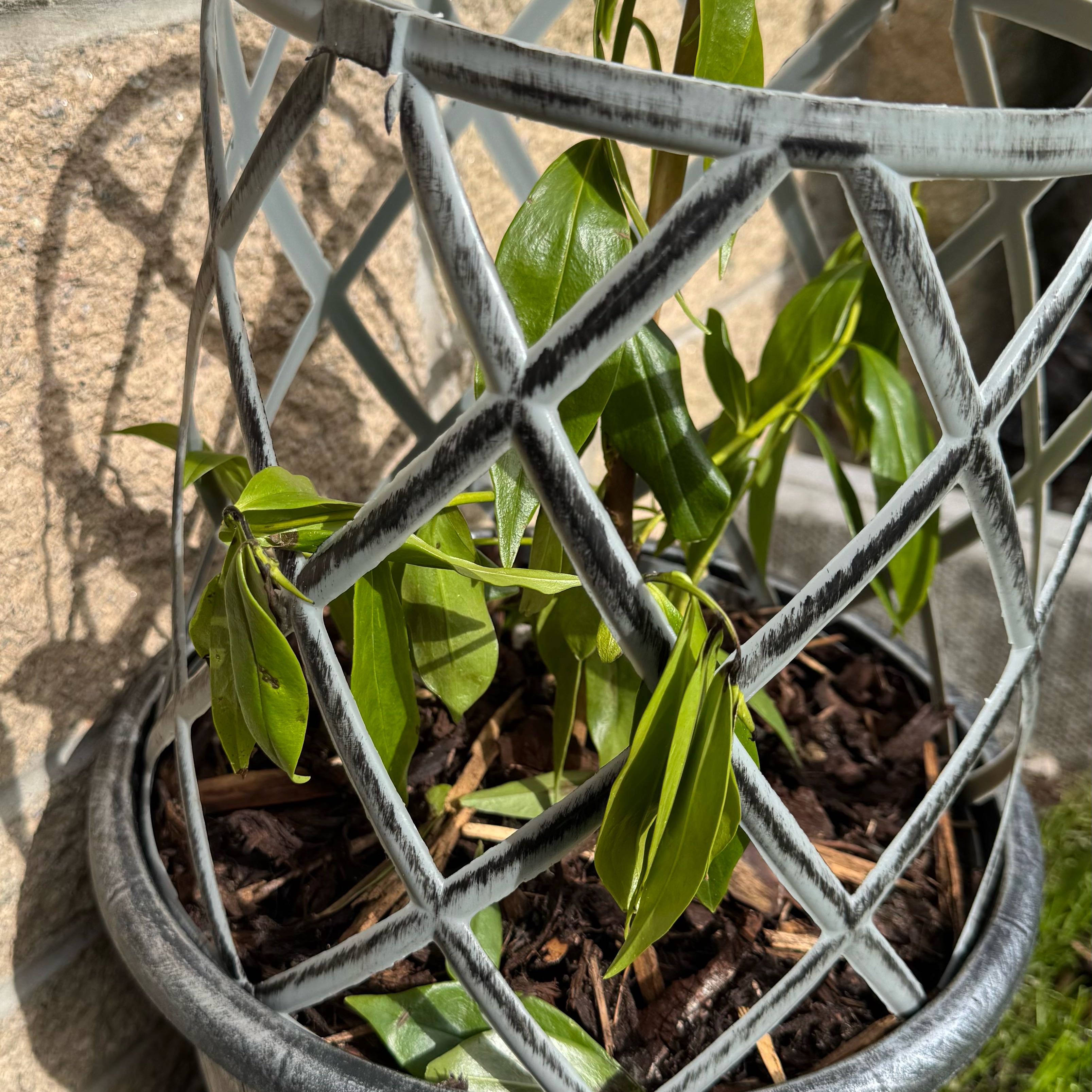 Photo of the plant species Orchid by @HeavenlyJade named Fernie Mercury on Greg, the plant care app