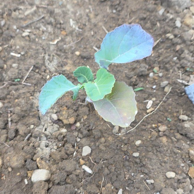 Photo of the plant species Broccoli by @ArtisteOrchid81 named McKinley on Greg, the plant care app