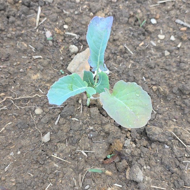 Photo of the plant species Broccoli by @ArtisteOrchid81 named Beyonce on Greg, the plant care app