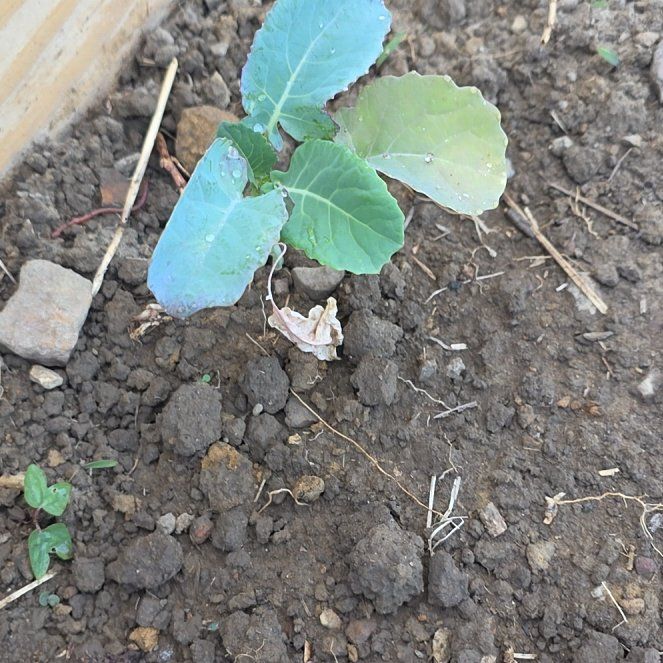 Photo of the plant species Broccoli by @ArtisteOrchid81 named Prince on Greg, the plant care app