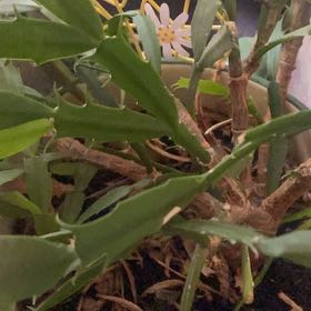 Photo of the plant species Marsh Jaumea by @JocundCardoon18 named Hamilton on Greg, the plant care app