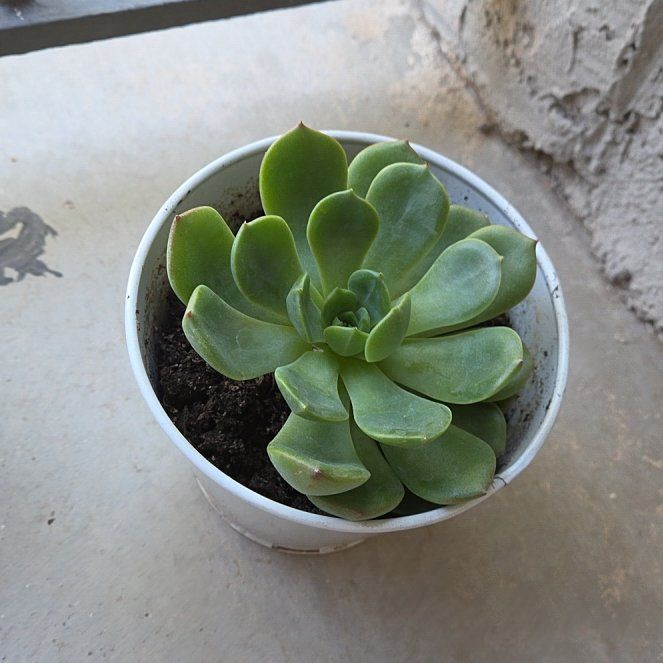 Photo of the plant species Elfstone by @DurableKaraka59 named Richard-Stephen I on Greg, the plant care app