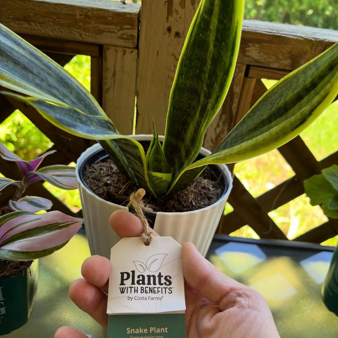 Photo of the plant species Jaboa Sansevieria by @SereneKanono18 named Delilah on Greg, the plant care app