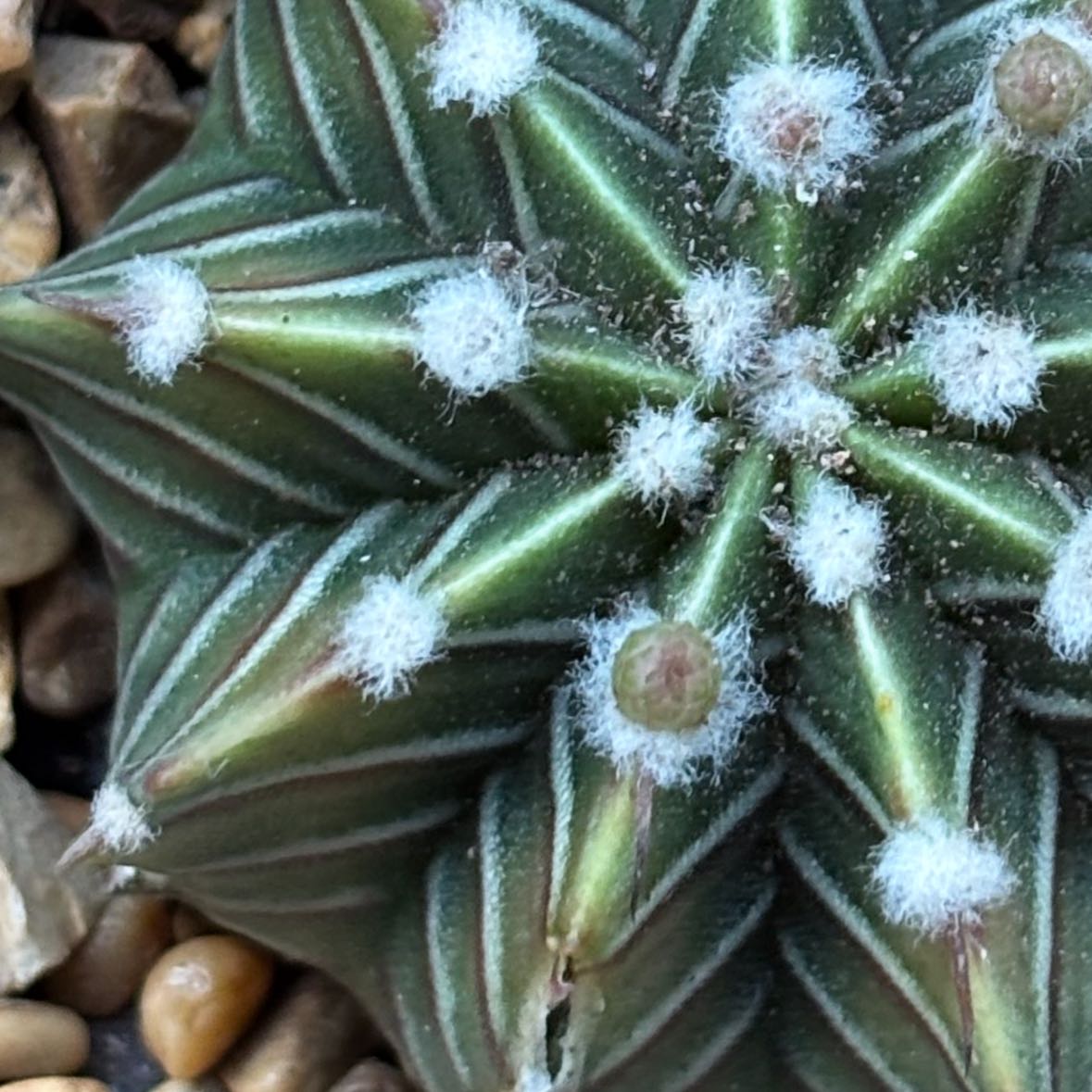 Photo of the plant species Escobaria Missouriensis by @SereneKanono18 named Einstein on Greg, the plant care app