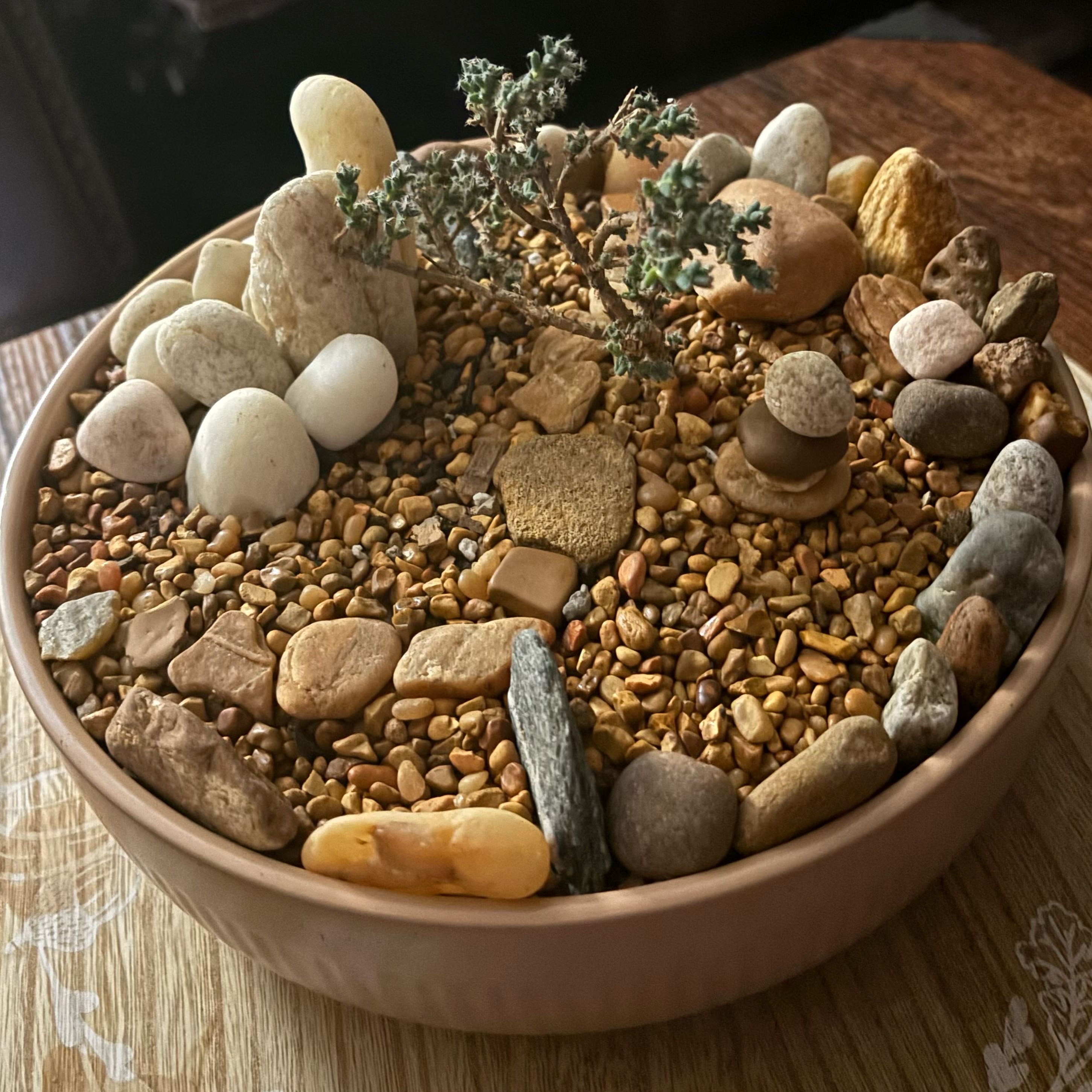 Photo of the plant species African Bonsai by @SereneKanono18 named Bonsai on Greg, the plant care app