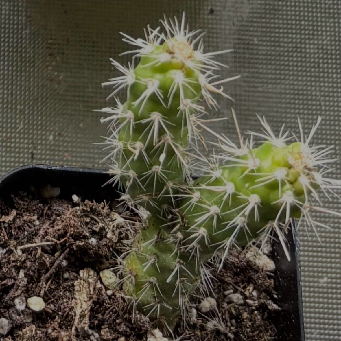Photo of the plant species Brittle Prickly Pear by @SereneKanono18 named NN on Greg, the plant care app