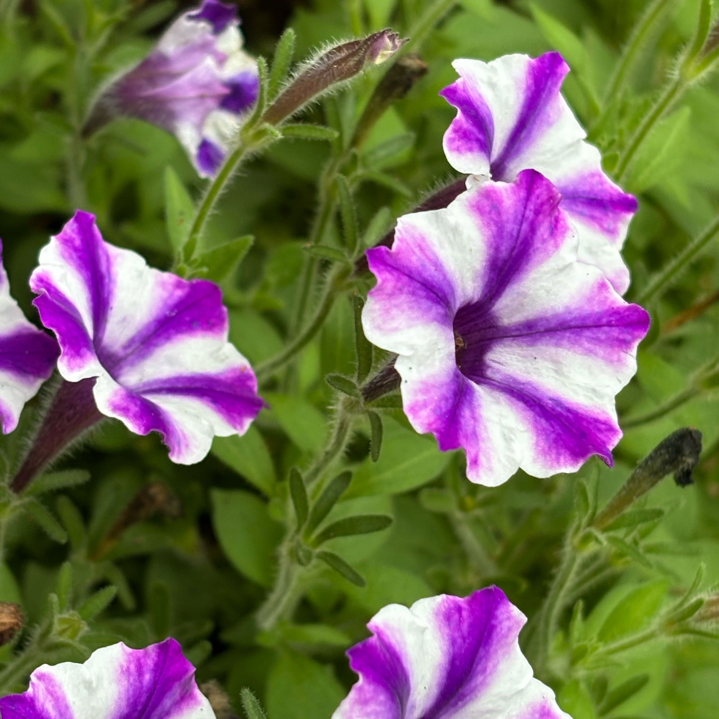 Photo of the plant species Petunia by @SereneKanono18 named NN on Greg, the plant care app