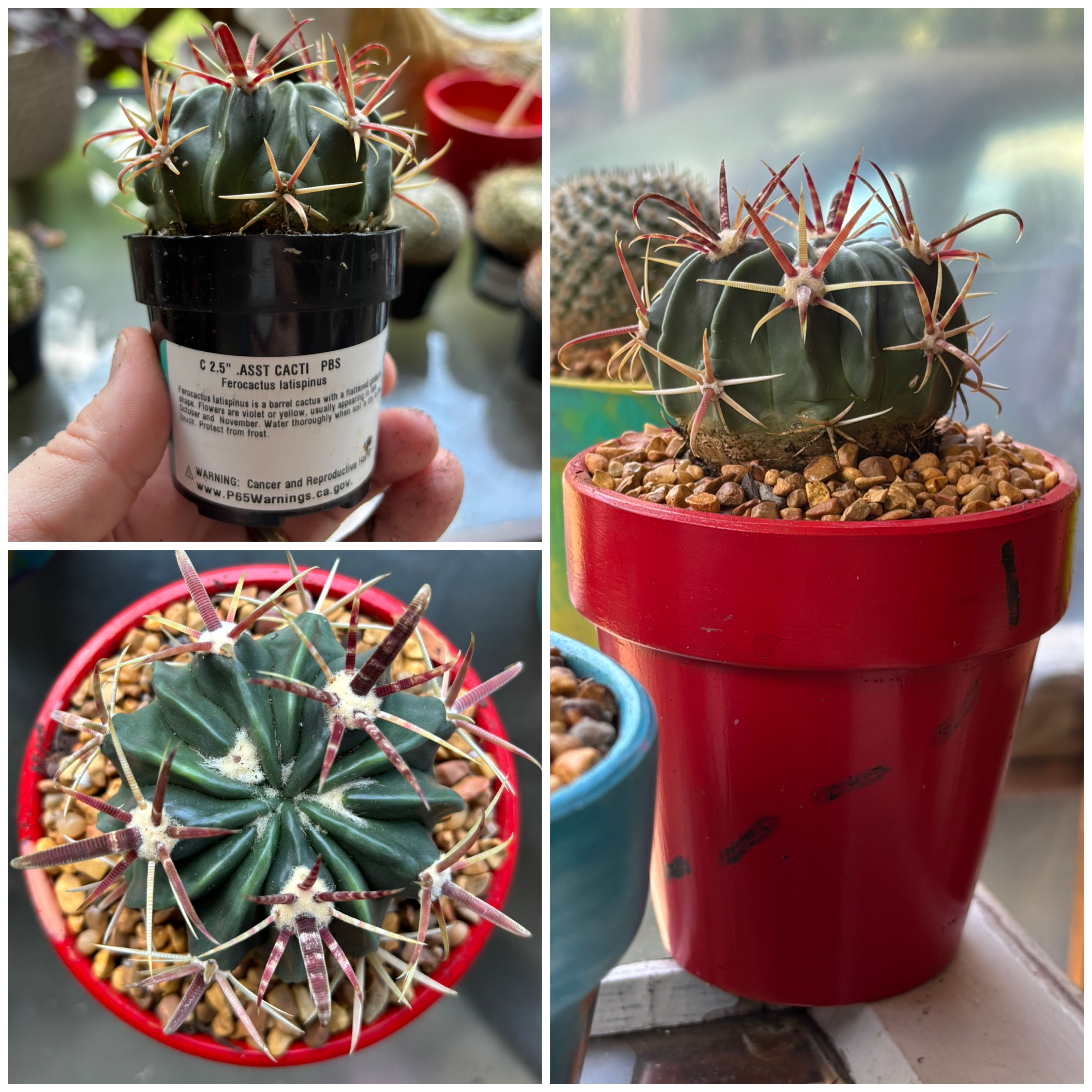 Photo of the plant species Ferocactus histrix by @SereneKanono18 named Kylie on Greg, the plant care app