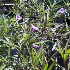 Photo of the plant species Mexican Bluebell by @LordlyTutsan8 named Sonora on Greg, the plant care app