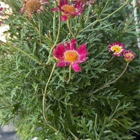 Photo of the plant species Marguerite Daisy by @PrinceChaya named Beyonce on Greg, the plant care app
