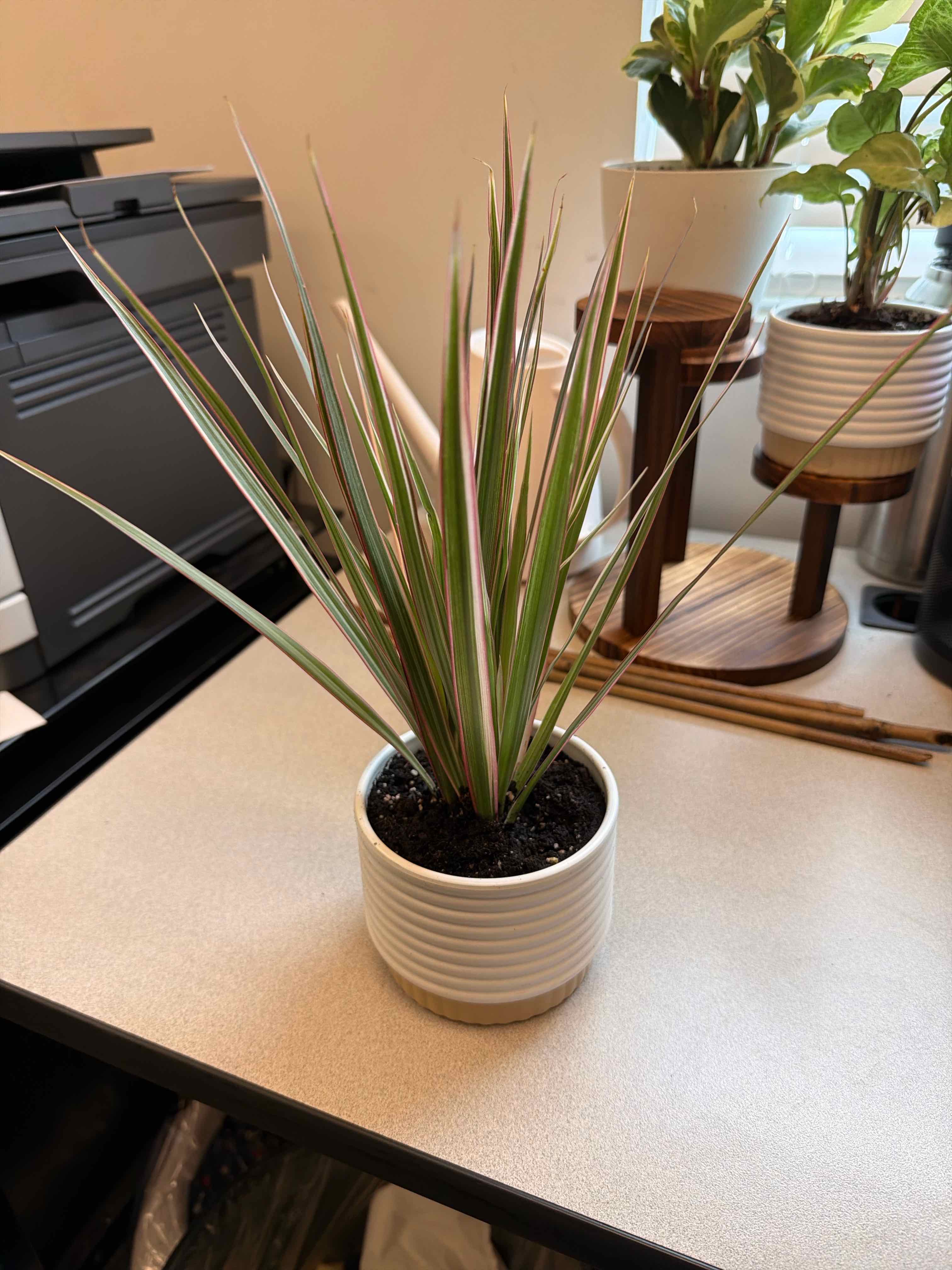 Photo of the plant species Dracaena bicolor by @QuixoticOrchid named Spiky on Greg, the plant care app