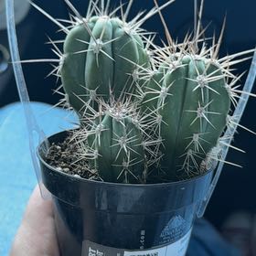 Photo of the plant species Toothpick Cactus by @MagicalPersia80 named Marley on Greg, the plant care app