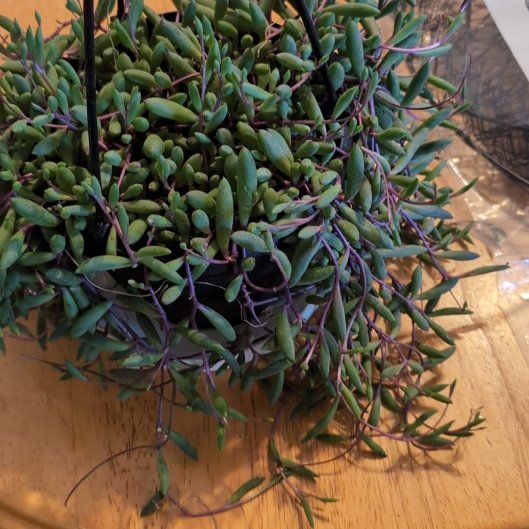 Photo of the plant species Shoreline Sea Purslane by @ToughJonquil20 named Sproutacus on Greg, the plant care app