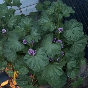 Photo of the plant species High Mallow by @GiddyGreenash50 named Michelle Branch on Greg, the plant care app