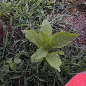 Photo of the plant species American Pokeweed by @GiddyGreenash50 named Eva on Greg, the plant care app