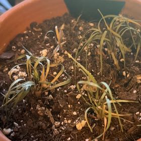 Photo of the plant species Dwarf Mondo Grass by @SilkyRoselle17 named Beyonce on Greg, the plant care app