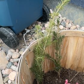 Photo of the plant species Norway Spruce by @StarryBlinks13 named Rainier on Greg, the plant care app