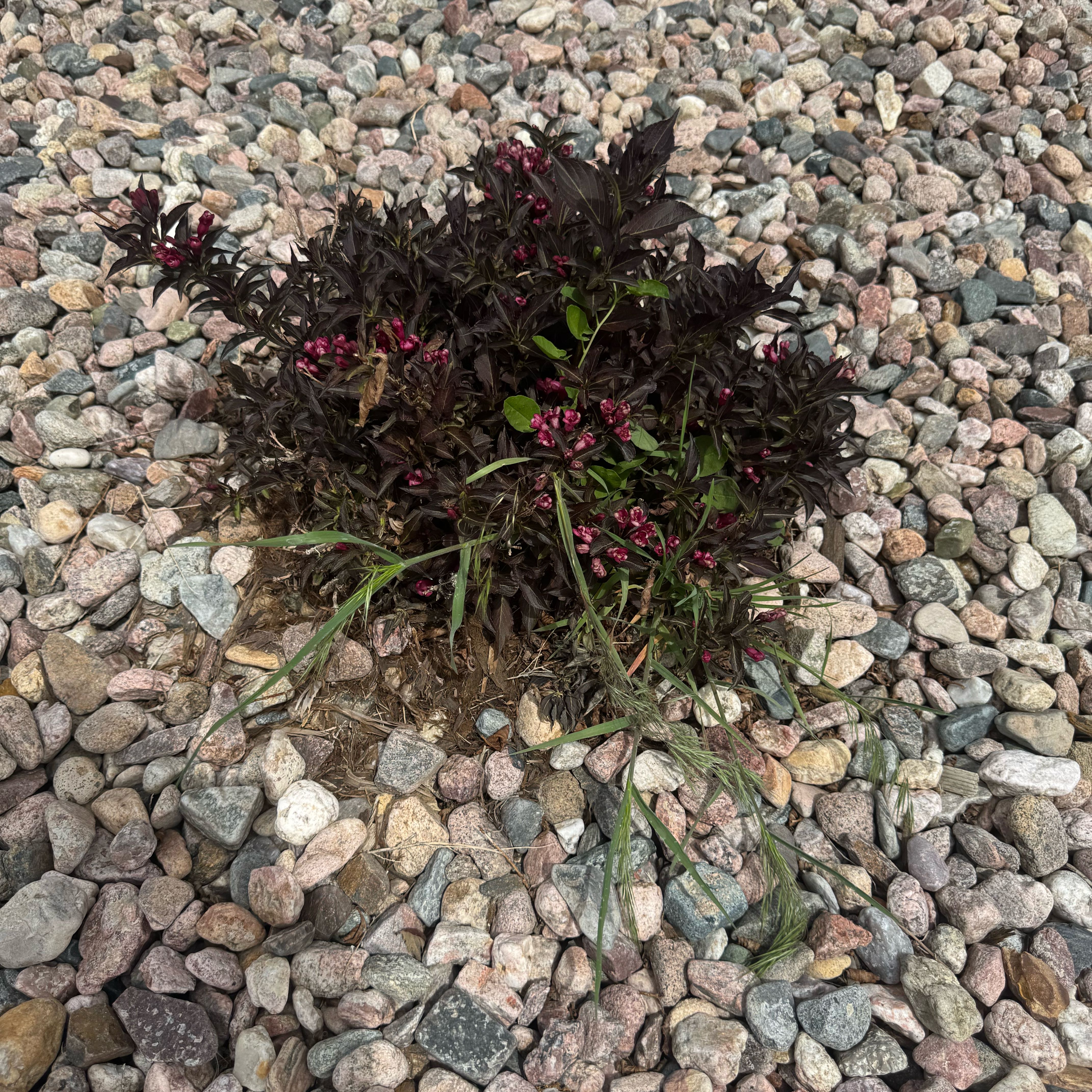 Photo of the plant species Spilled Wine Weigela by @StarryBlinks13 named Eva on Greg, the plant care app