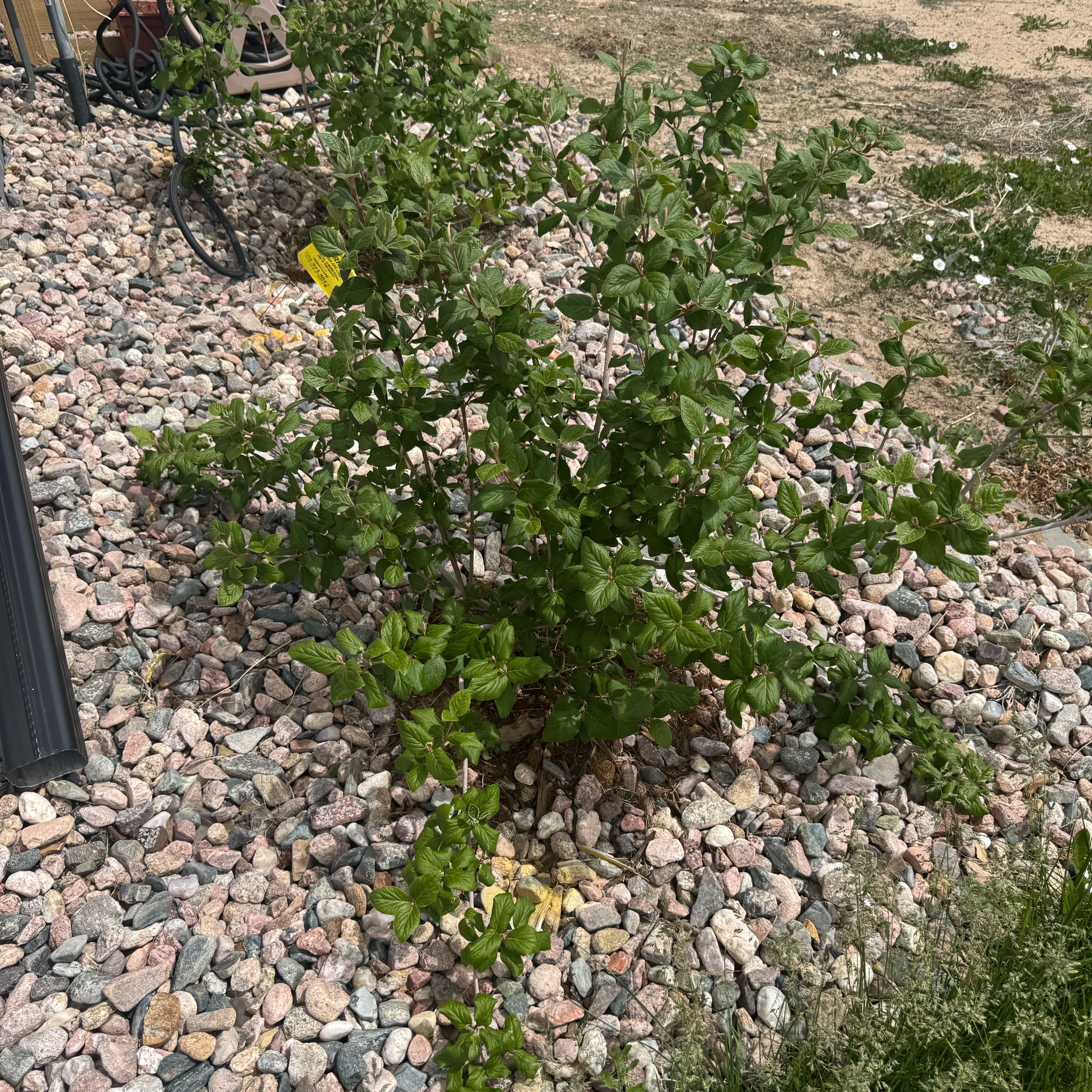 Photo of the plant species Viburnum 'Huron' by @StarryBlinks13 named Queen on Greg, the plant care app