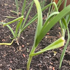 Photo of the plant species Allium Sativum by @LaVaqueGarden named Coco on Greg, the plant care app