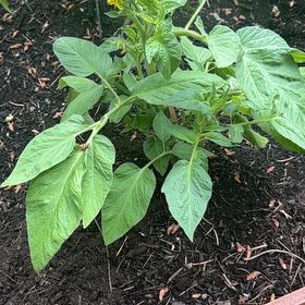 Photo of the plant species Brandywine Heirloom Tomato by @LaVaqueGarden named Captain Plant-it on Greg, the plant care app