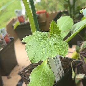 Photo of the plant species Zucchini by @LaVaqueGarden named Apollo on Greg, the plant care app