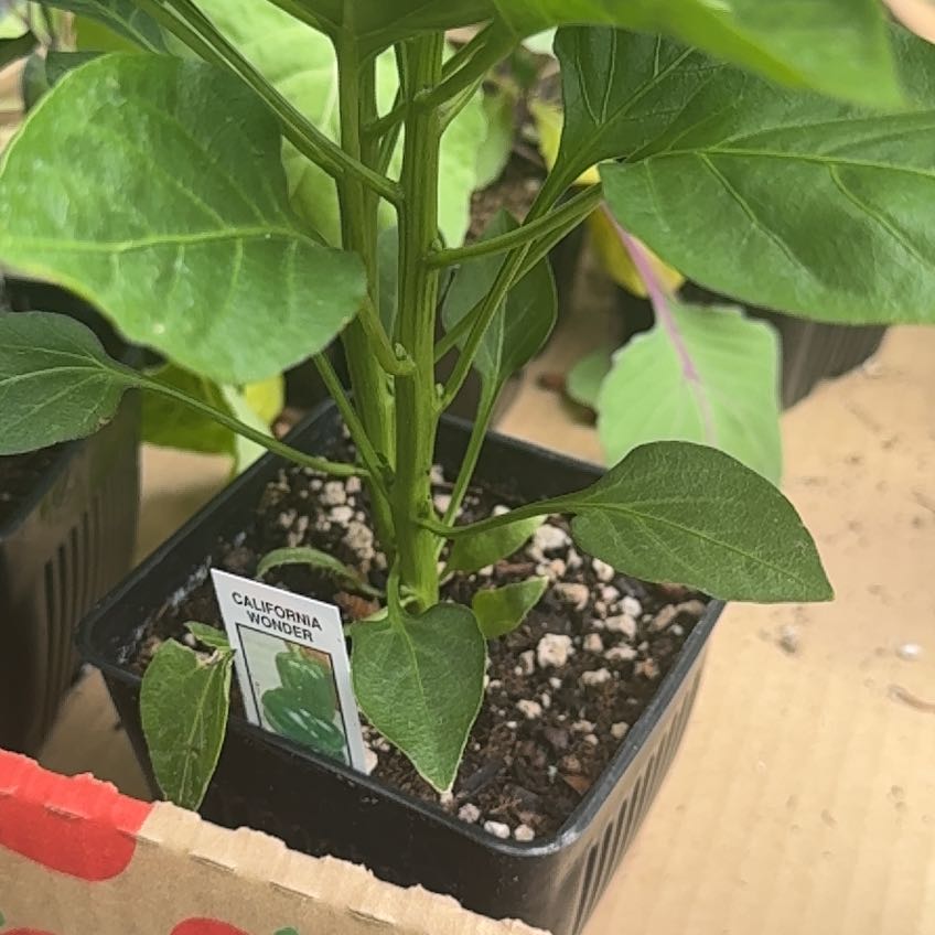 Photo of the plant species California Wonder Bell Pepper by @LaVaqueGarden named Osmo on Greg, the plant care app