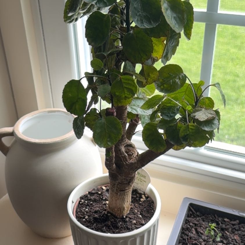 Photo of the plant species Aralia Fabian by @HipMint7 named Bigleef Smalls on Greg, the plant care app