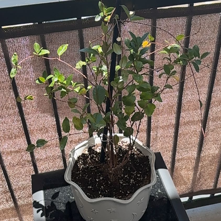Photo of the plant species Mandevilla 'Rio Pink' by @GladGinseng66 named Rosa on Greg, the plant care app