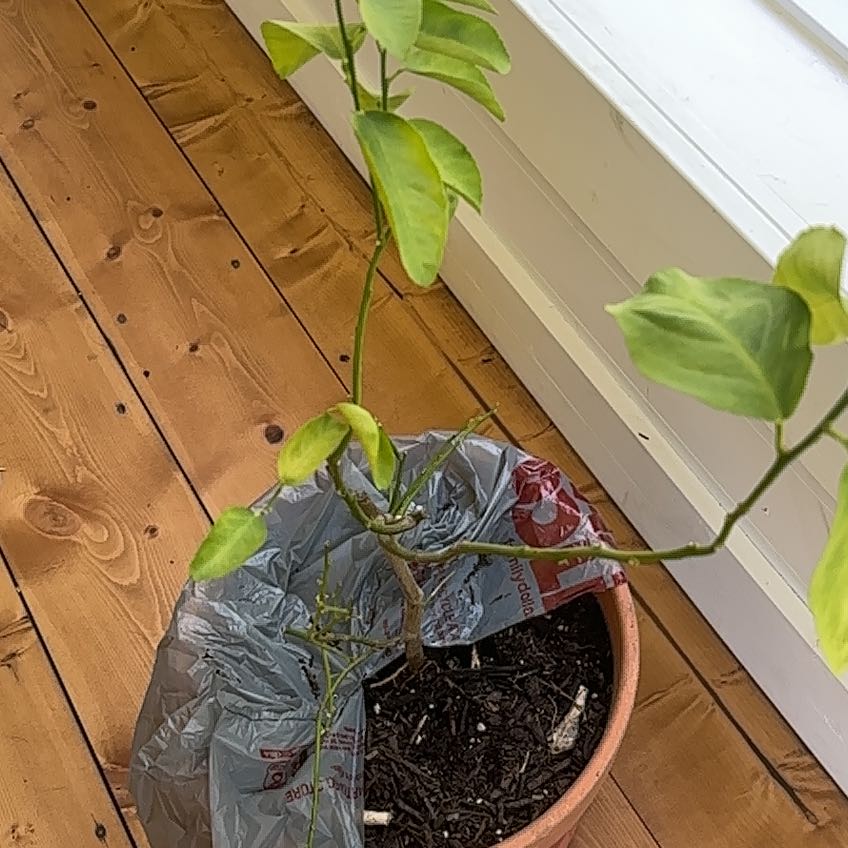 Photo of the plant species Lime Tree by @YesTimeout27 named Rainier on Greg, the plant care app