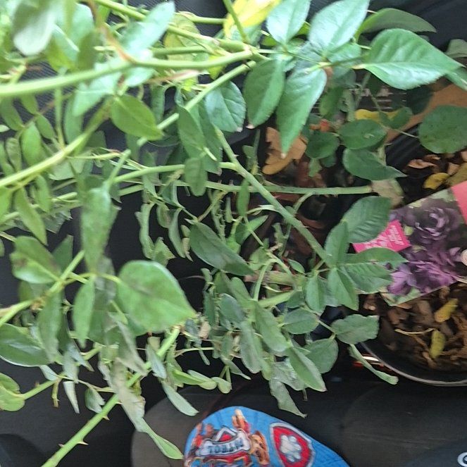 Photo of the plant species Burgundy Iceberg Floribunda Rose by @BabySnowqueen95 named Burgundy iceberg rose on Greg, the plant care app