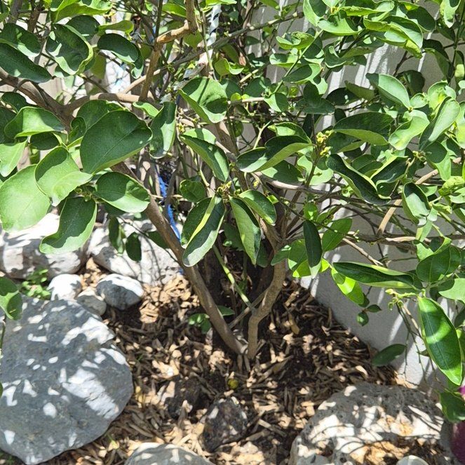 Photo of the plant species Lime Tree by @GumptiousWeed named Zeus on Greg, the plant care app