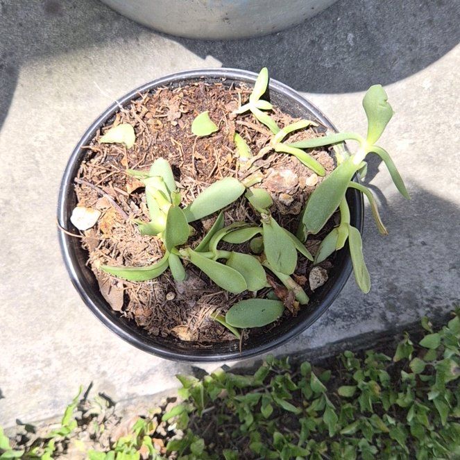 Photo of the plant species Hottentot Fig by @GumptiousWeed named Forrest on Greg, the plant care app