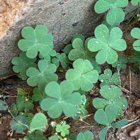 Photo of the plant species Creeping Woodsorrel by @MaternalAlula5 named Demi on Greg, the plant care app