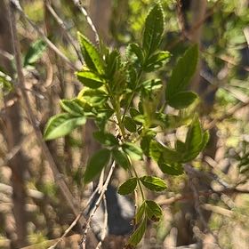Photo of the plant species Yellow Trumpetbush by @MaternalAlula5 named Messi on Greg, the plant care app