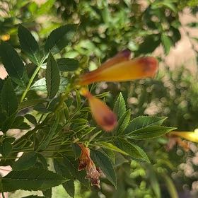 Photo of the plant species Yellow Trumpetbush by @MaternalAlula5 named Athena on Greg, the plant care app
