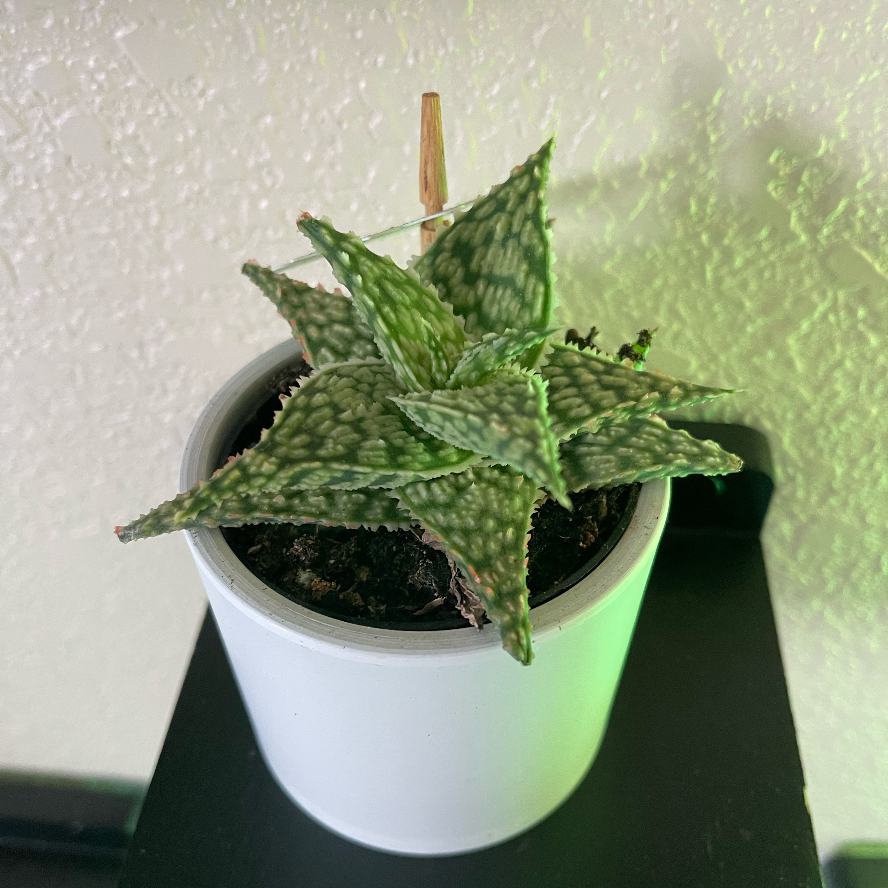 Photo of the plant species Star Aloe by @PumpkinQueen named Deadly Nightshade on Greg, the plant care app