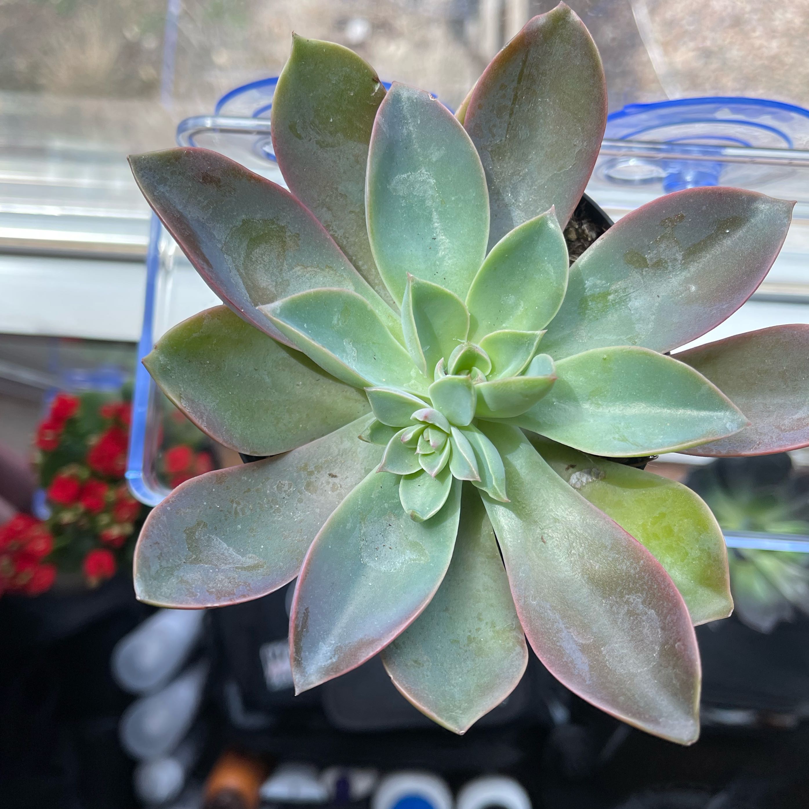 Photo of the plant species Graptoveria 'Jules' by @PumpkinQueen named Lock on Greg, the plant care app