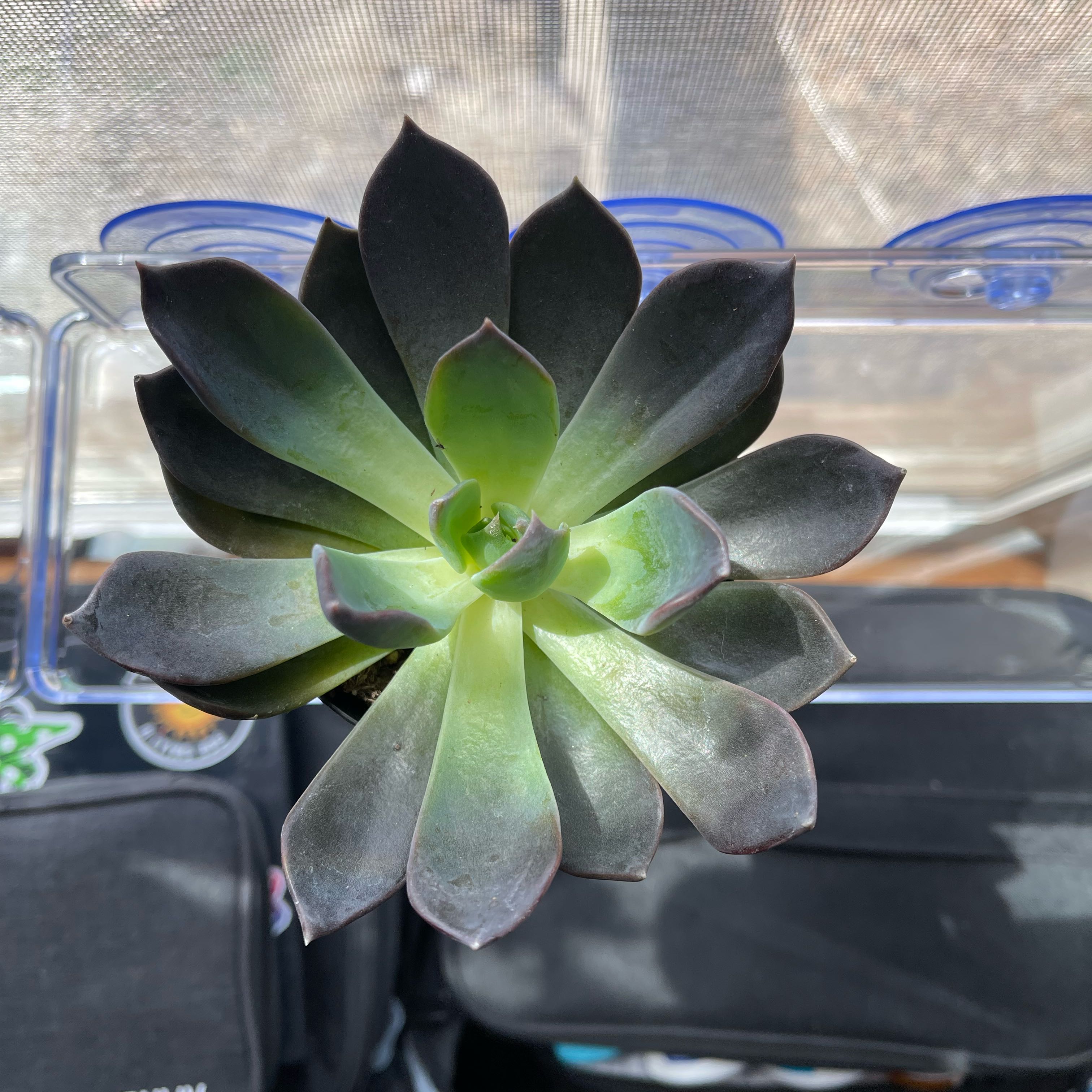 Photo of the plant species Echeveria Hybrid by @PumpkinQueen named Morticia on Greg, the plant care app