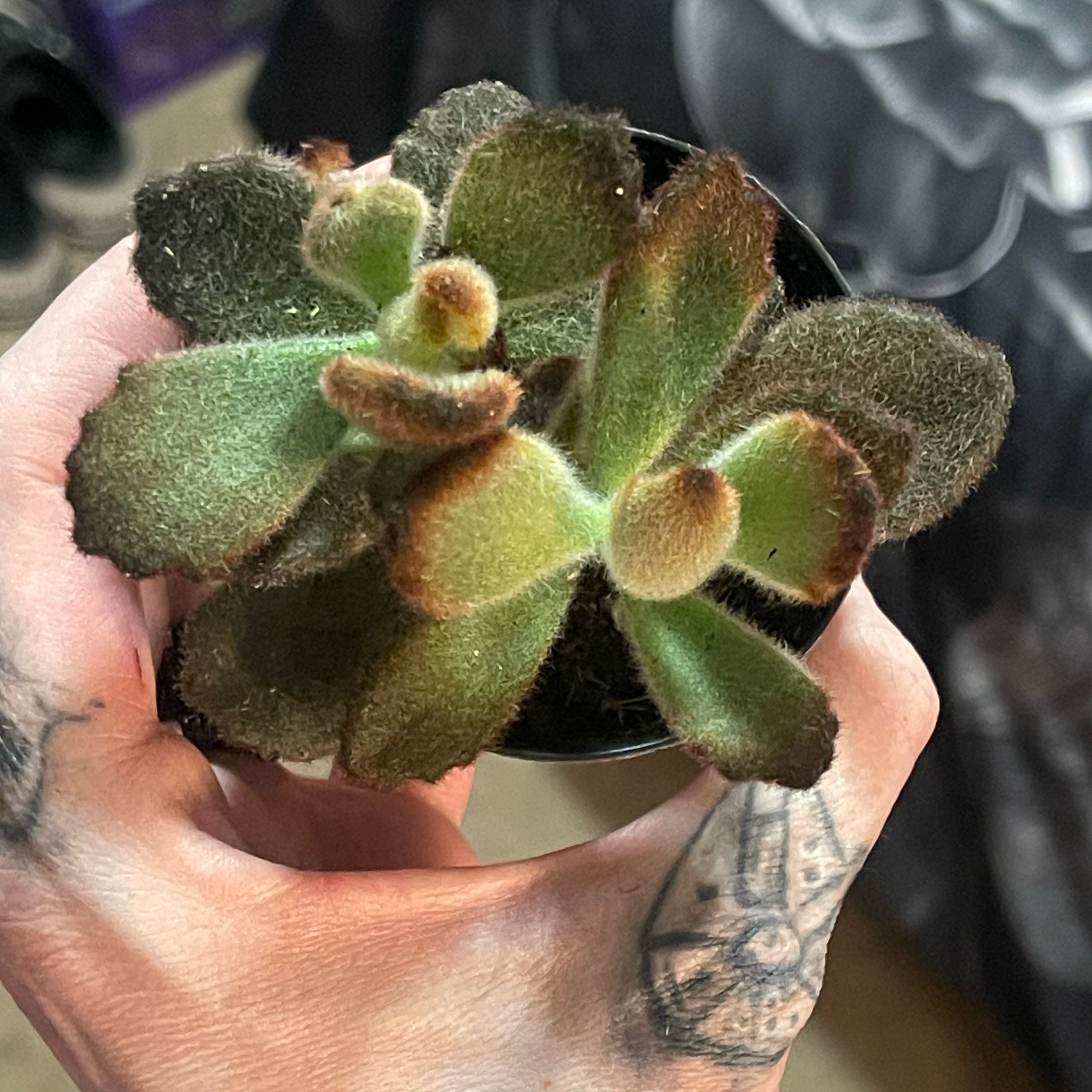 Photo of the plant species Kalanchoe 'Teddy Bear' by @PumpkinQueen named Bearadona on Greg, the plant care app