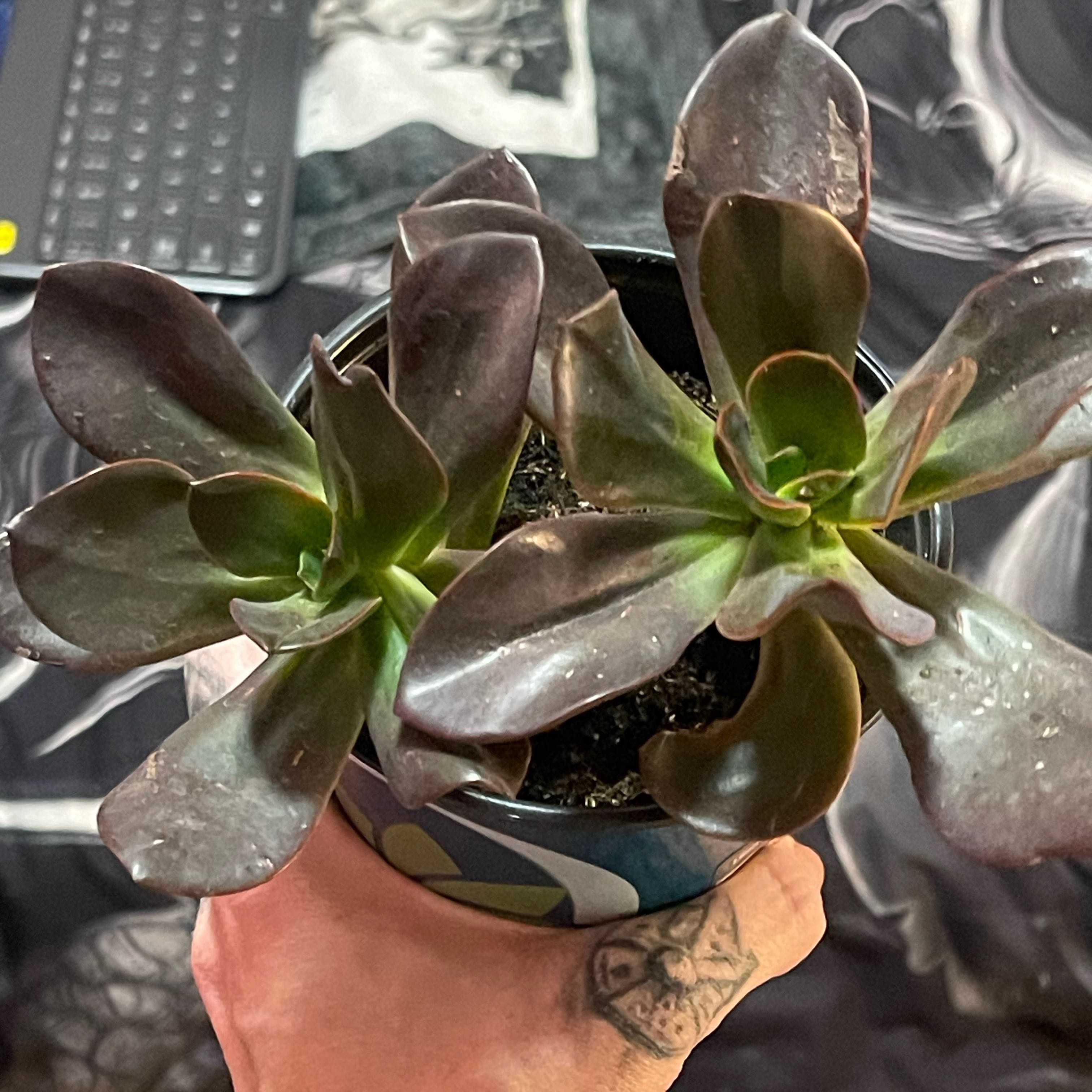 Photo of the plant species Echeveria 'Mahogany Rose' by @PumpkinQueen named Victoria on Greg, the plant care app