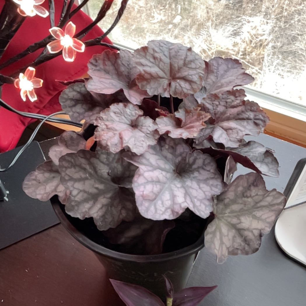 Photo of the plant species Coral Bells by @PumpkinQueen named Maleficent on Greg, the plant care app