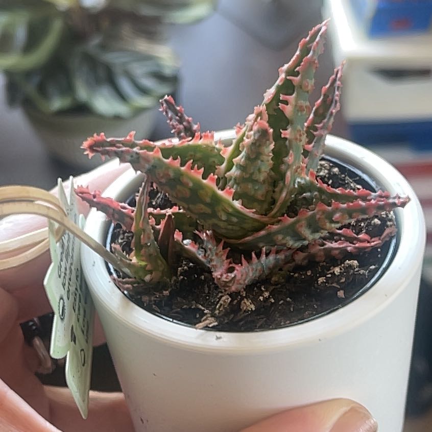 Photo of the plant species Aloe Humilis by @PumpkinQueen named Ozzy on Greg, the plant care app