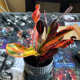 Photo of the plant species Croton Curly Boy by @PumpkinQueen named Ursula on Greg, the plant care app