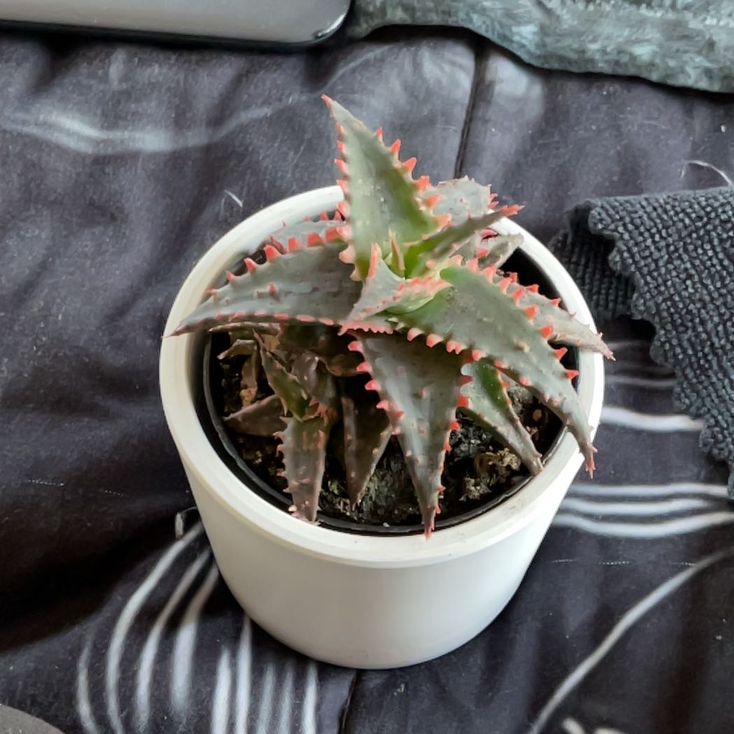 Photo of the plant species Aloe Humilis by @PumpkinQueen named Sharon on Greg, the plant care app