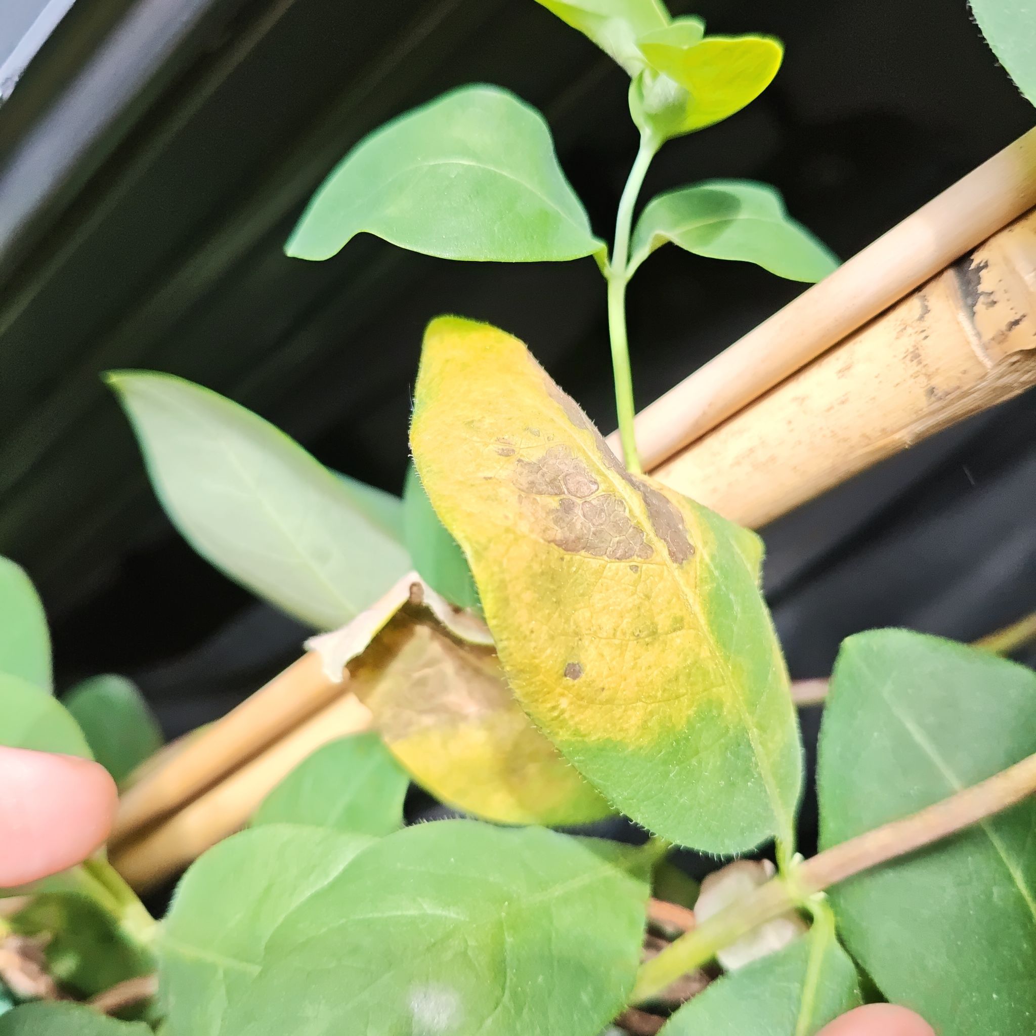 Photo of the plant species Honeysuckle by @FirstAngelrope named Gates on Greg, the plant care app